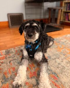 Bertie-1