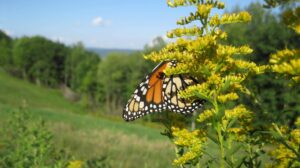monarch