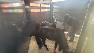 Two mini horses stand inside HorseSense's first trailer