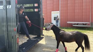 HorseSense mini horse steps into the organization's new trailer