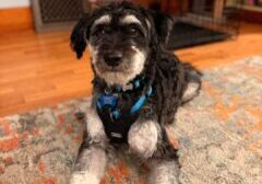 Bertie-1