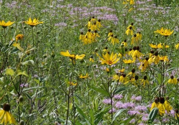 prairie