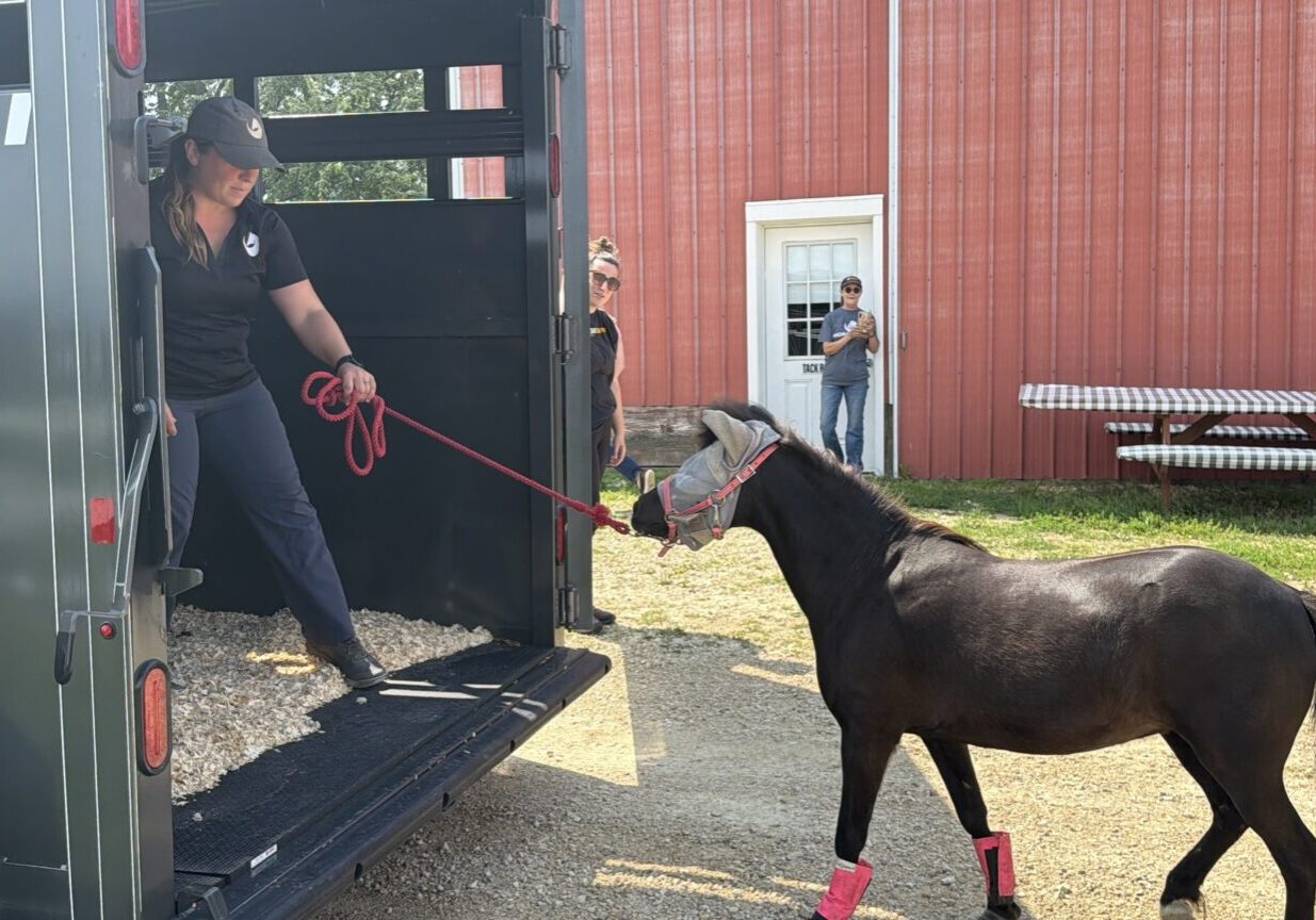 HorseSense mini horse steps into the organization's new trailer