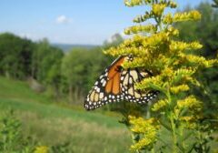 monarch